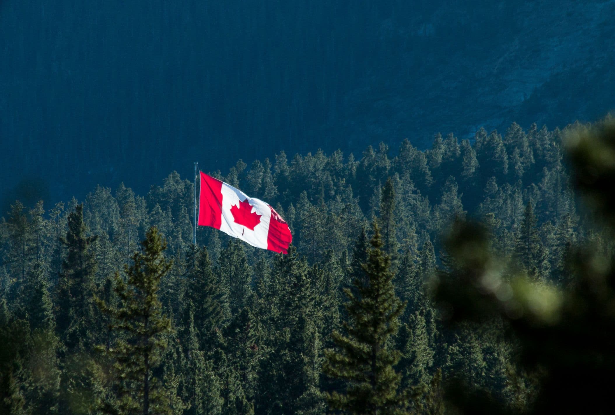 A Canadian flag in a forest of pine trees at the Canmore Nordic Centre.